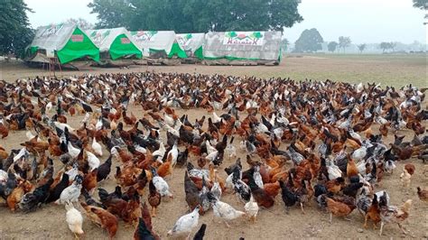 Free Range Hen Farming In Pakistan Golden Misri Hen Farming Youtube