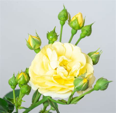 Beetrose Golden Border® Rosa Golden Border® Günstig Kaufen