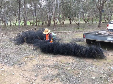 Dannys Guard Worm Brings A Huge Job Down To Size Parklands Albury