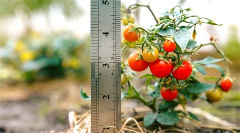 11 Reasons To Grow Tiny Tim Tomatoes This Season