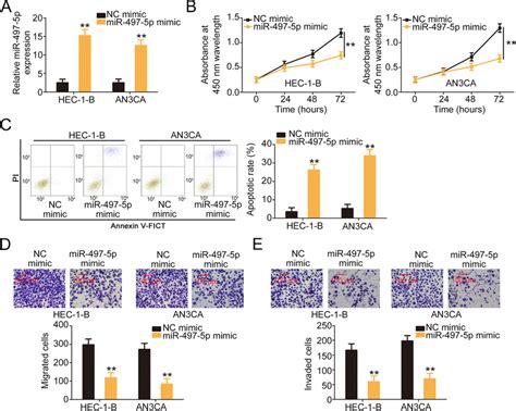 Mir 497 5p Was Confirmed To Be A Tumor Inhibiting Mirna In Ec A The