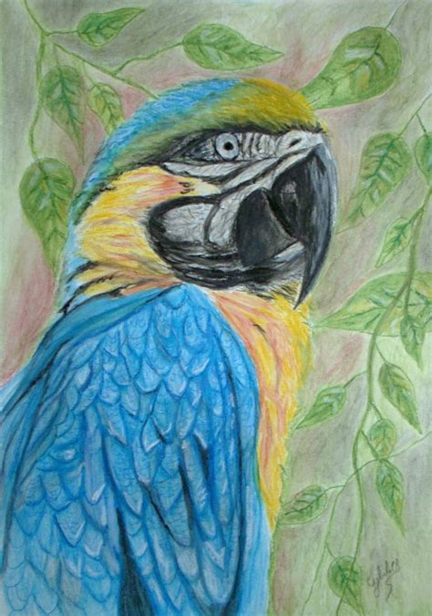 Blue And Yellow Macaw Painting By Cybele Chaves Saatchi Art