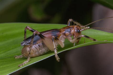 Z2A1466 Raspy Cricket Larnaca Nigrata Gryllacrididae Flickr