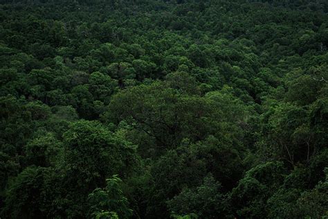 Dark Green Jungle