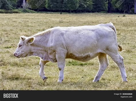 Charolais Cattle - Image & Photo (Free Trial) | Bigstock