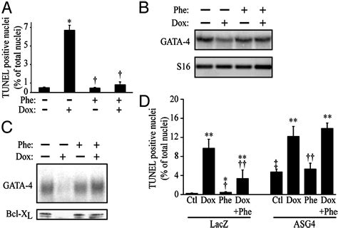 Essential Role Of Gata In Cell Survival And Drug Induced