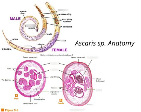 Ascaris Sp Anatomy Diagram Quizlet