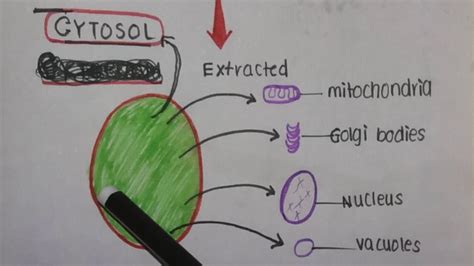 Cytoplasm Vs Cytosol