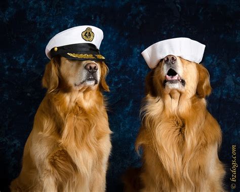 Bz Dogs Anchors Aweigh