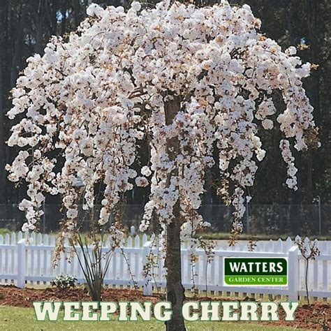 The Best Small Trees For Tiny Yards Watters Garden Center