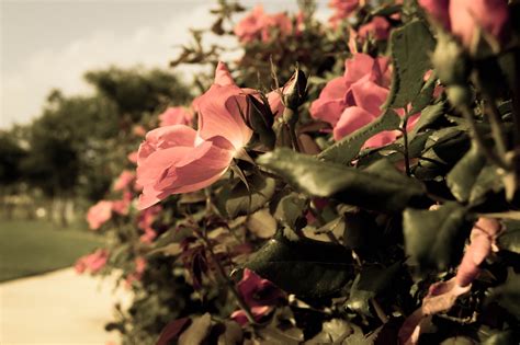 Fotos gratis árbol naturaleza flor fotografía hoja pétalo