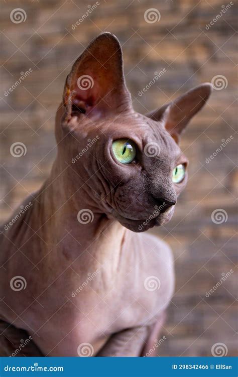 Portrait Of Beautiful Brown Sphynx Cat At Home On Background Of Brick