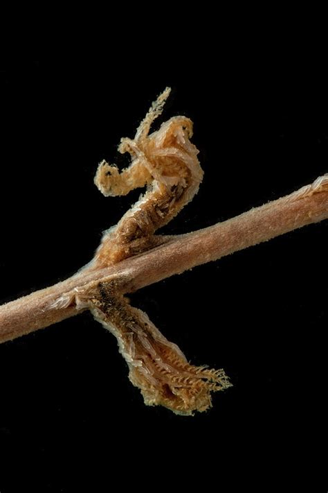 Deep Water Sea Pen Photograph By Dante Fenolio Pixels