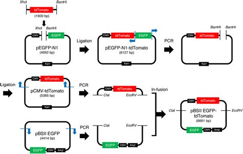 Construction Of Pbsii Egfp Tdtomato The Tdtomamo Gene Was Obtained By