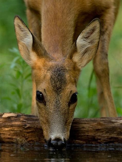 17 Best images about ♥Deer, Elk, Moose & Antlers♥ on Pinterest | Deer ...