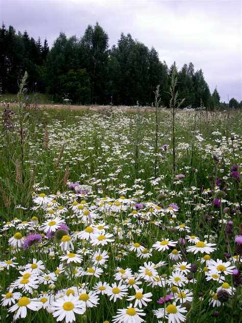 Meadow Flowers Forest - Free photo on Pixabay