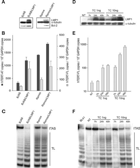 Lmp Expression Upregulates Htert In B Lymphoma Cell Lines A Bjab