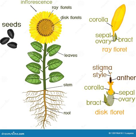 Partes De La Planta Del Girasol Morfolog A De La Planta Floreciente Con