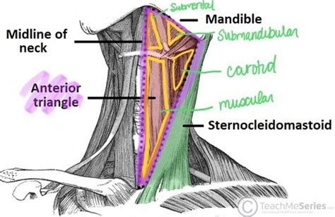 Anterior Cervical Triangle Flashcards Quizlet