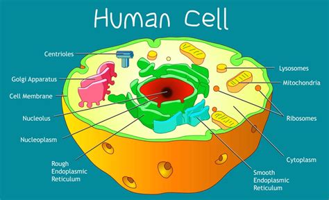 Human cell structure - Ygraph