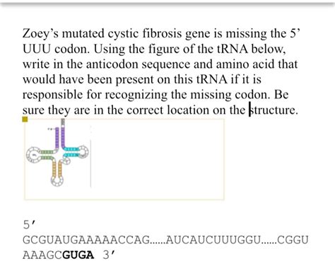 SOLVED Zoey S Mutated Cystic Fibrosis Gene Is Missing The 5 UUU Codon