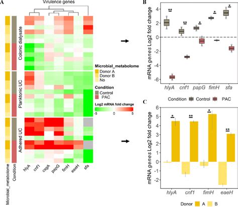 Profiling of UPEC main virulence genes expression from the gut ... 