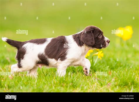 English Springer Spaniel Puppy Hi Res Stock Photography And Images Alamy