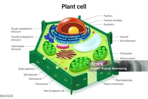 Struktur Sel Tumbuhan Dengan Organel Anatomi Penampang Sel Tumbuhan ...