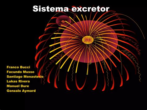 Sistema Excretor Ppt Descarga Gratuita