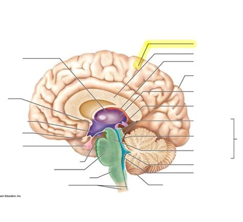 Brain Labelling Flashcards Quizlet