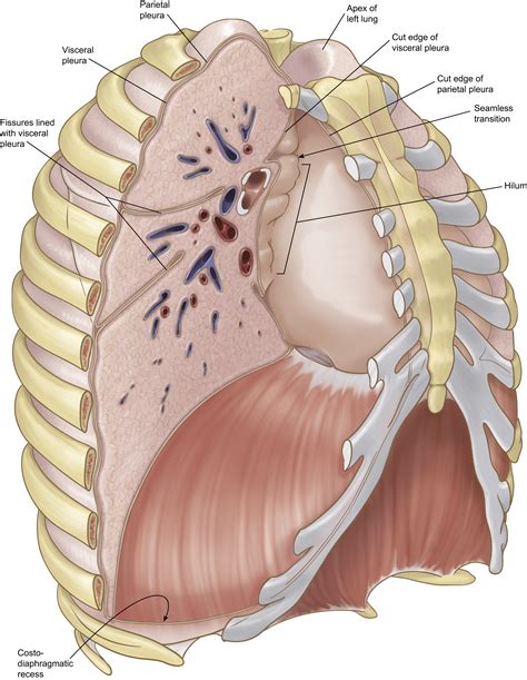 Eterno Muelle Del Puente Variante Cavidad Pleural Anatomia Templado