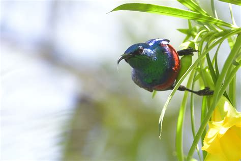 Red Chested Sunbird Holmen Birding Safaris