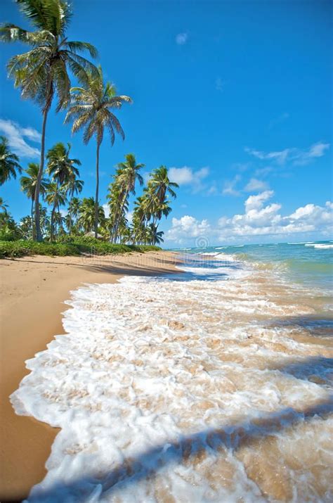 Salvador de Bahia, Brazil stock photo. Image of summer - 11193050 ...