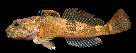 sculpin family cottidae diversity  north carolina ncfishescom