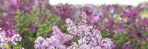 Reasons to Love Dwarf Lilacs | Dwarf Lilac Shrubs | Mulhall's