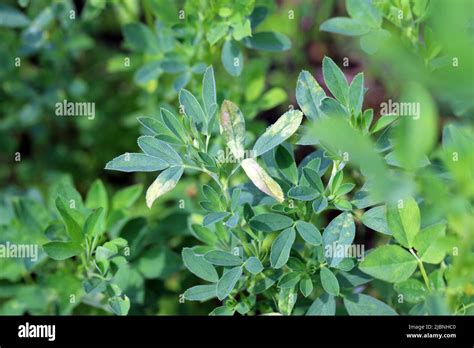 Alfalfa Medicago Sativa Disease Yellowing Of Leaves On Crop Stock