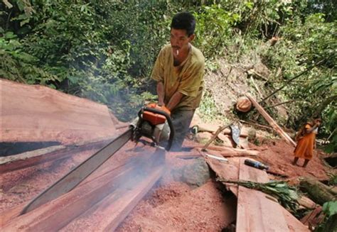 Indonesia S Recovery Takes Toll On Forests