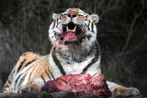 Fundo Tigre Siberiano Panthera Tigris Altaica Panther Gato Laranja Foto