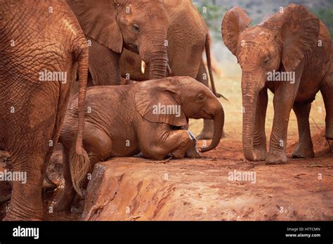 African Elephant Loxodonta Africana Orphan Called Nyiro Crawling Out Of Mud Bath David