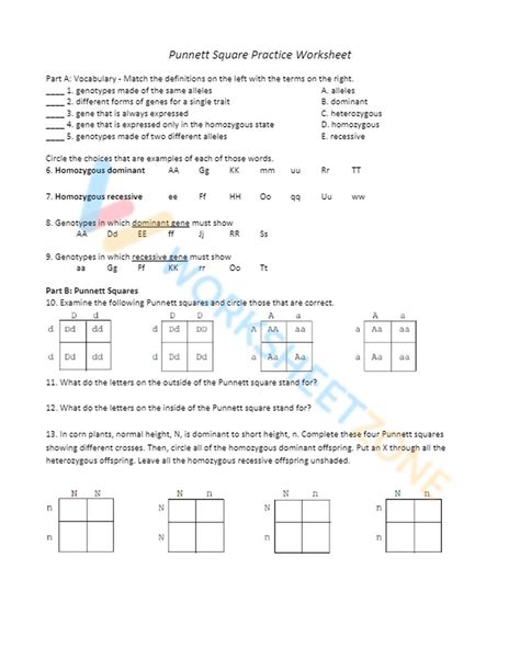 Punnett Square Practice Worksheet With Answers Laney Lee Worksheets