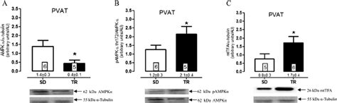 Protein Expressions Of Amp Activated Protein Kinase α Ampk α