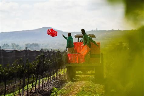 Del Vi Edo A La Bodega El Viaje De Las Uvas Club Cuv E By Freixenet