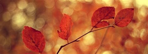 autumn-leaves-background-3-facebook-cover-timeline-banner-for-fb-1 – Field