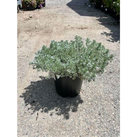 Wormwood Silver Mound Plant