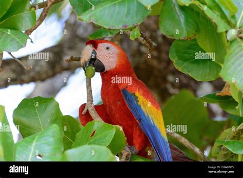 A Scarlet Macaw Ara Macao Eating Nuts From A Beach Almond Tree