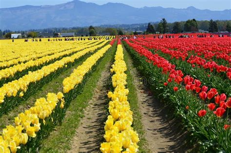 Skagit Valley Tulip Festival In Full Bloom Stock Image Image Of Crop