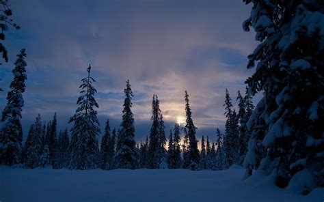 Download Dusk Twilight Forest Snow Nature Winter 4k Ultra Hd Wallpaper