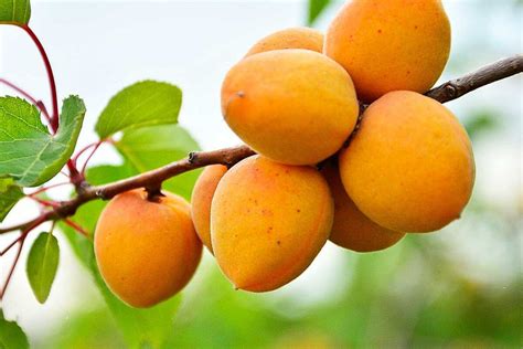 Buy New Delicious Chinese Harcot Apricot Great Price Arad Branding