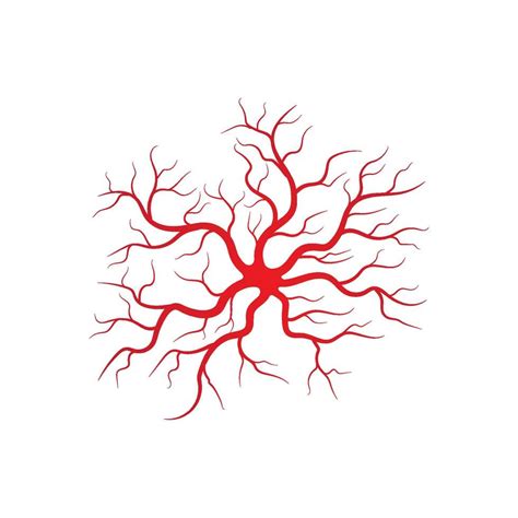 Human veins and arteries illustration 13646491 Vector Art at Vecteezy