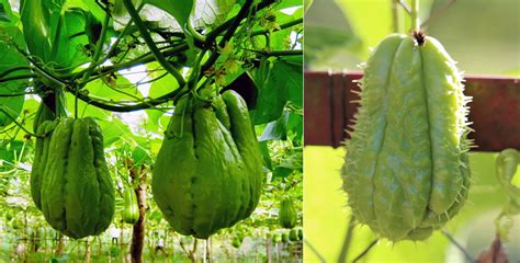 Guía Para Cultivar Chayote En Huerto Casero Jardinería Y Hogar